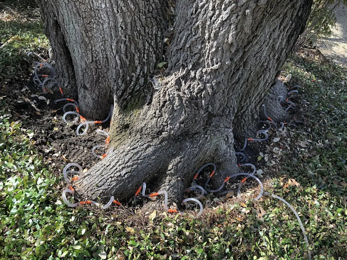 Detailed Tree Cabling and Bracing job site in Servia